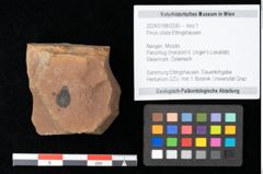 Foto (Objekt + Etikett) von Pinus ciliata Ettingshausen (NHMW-GEO-2024-0188-0330)